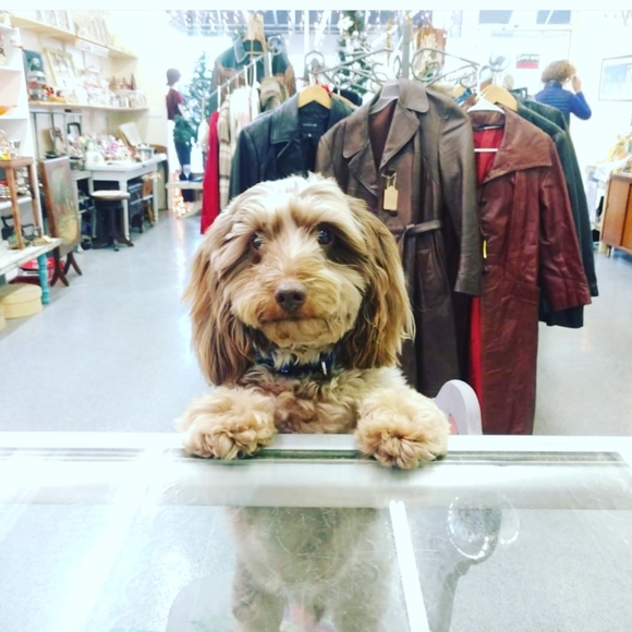 Meet your Posher, Coralee - Picture 6 of 7